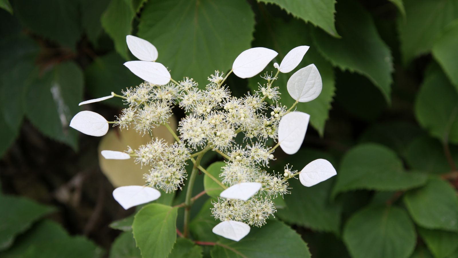 A close-up shot of clusters of blooms alongside several milky colored petals of the Schizophragma hydrangeoides