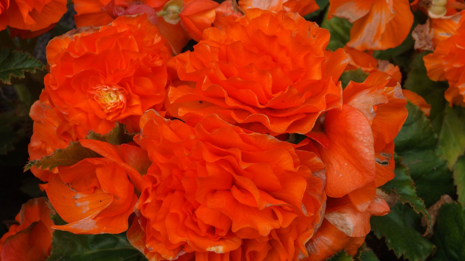 An overhead and close-up shot of a large composition of bright orange colored flowers of the Nonstop® orange