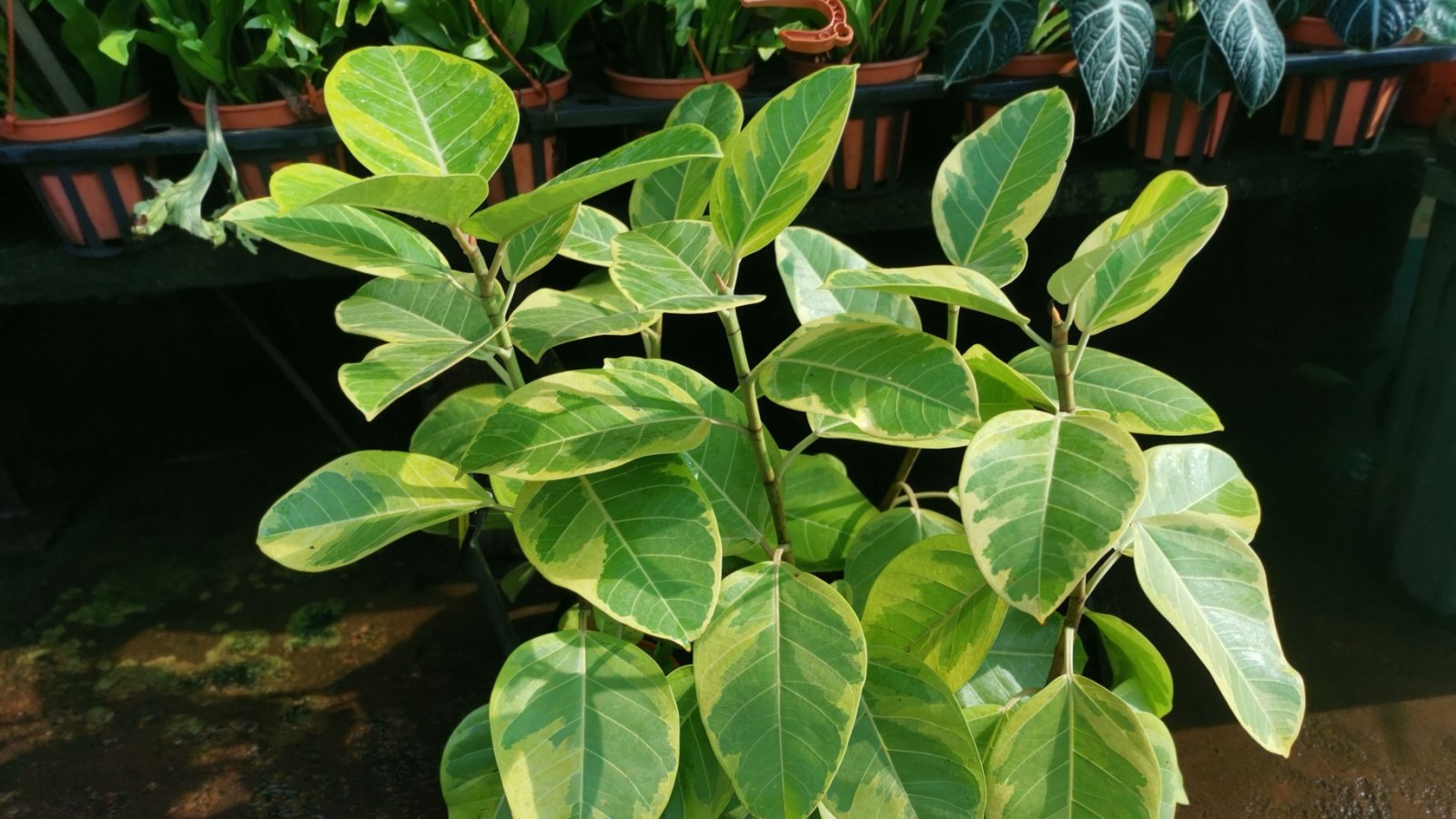 A close-up shot of several tall woody stems adorned with large green leaves of the Ficus Audrey 'Green Potty' variety