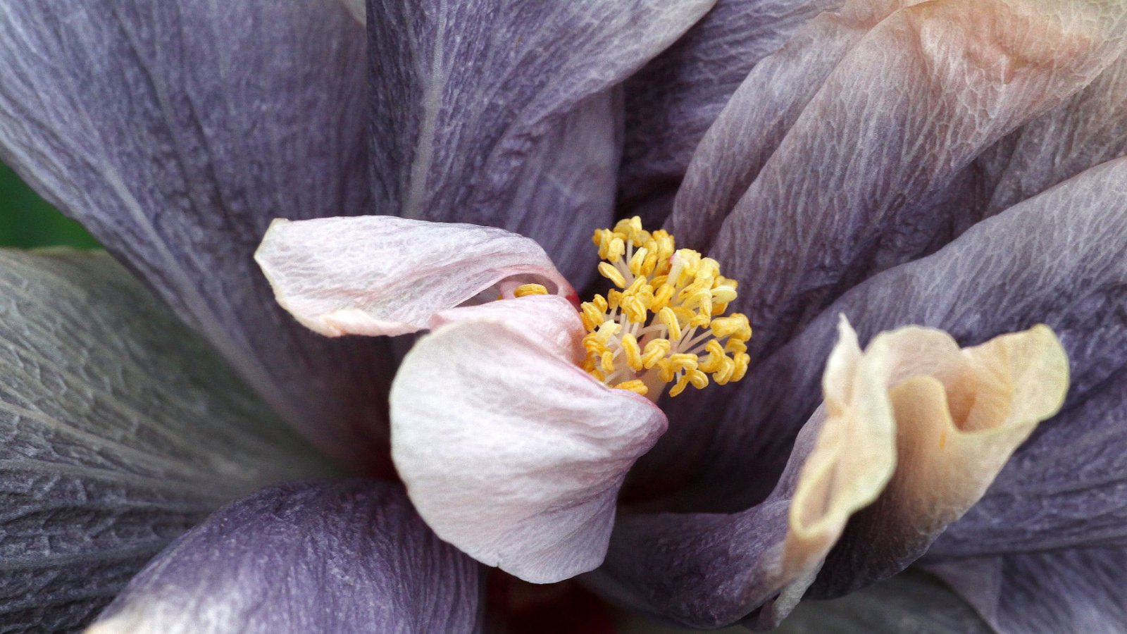 Beautiful double tropical hibiscus rosa sinensis flower close-up with a very nice grey and lavender color.