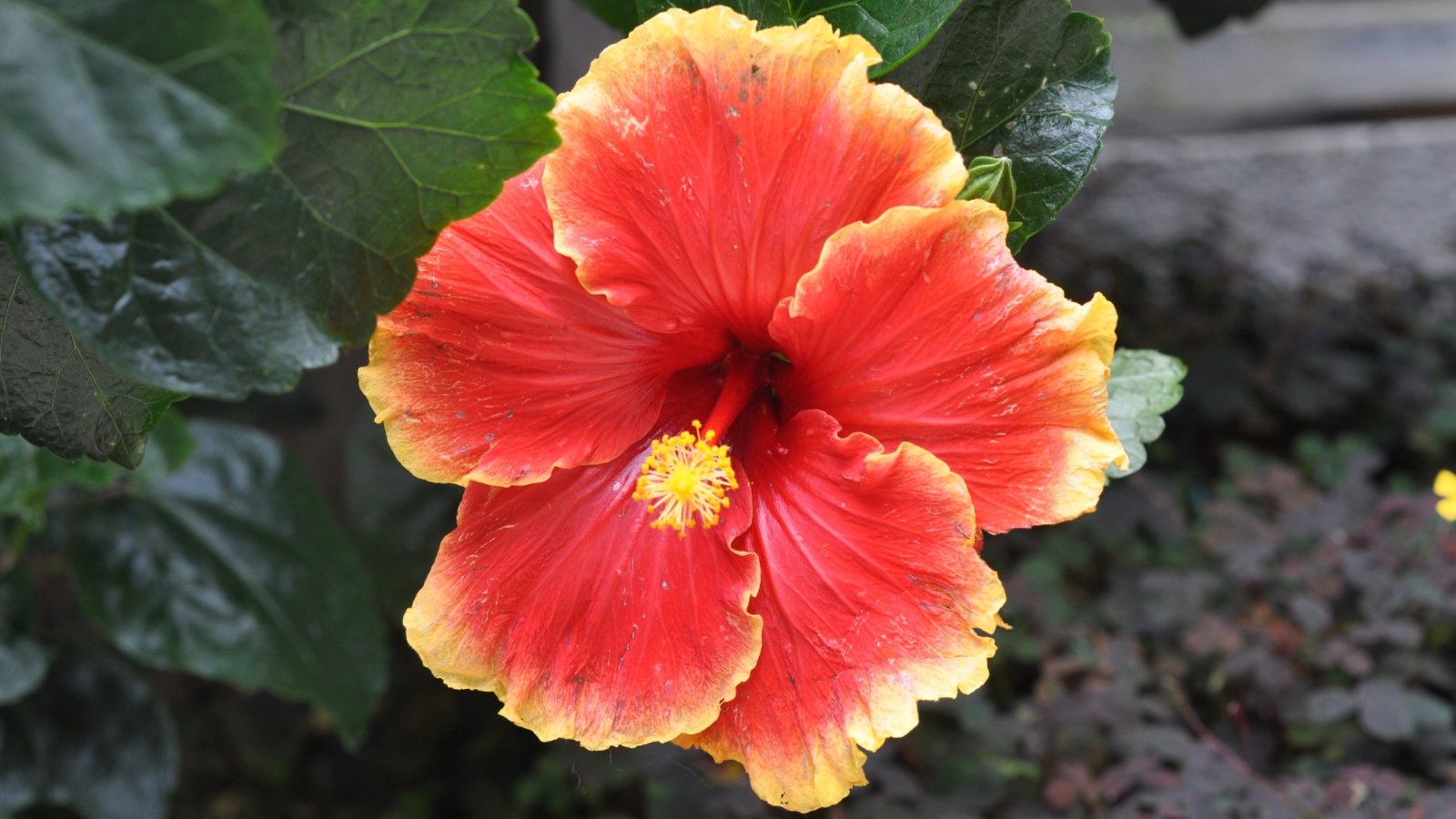 A close-up shot of a bright-red colored flower and green leaves and stems of the Cheeky Point (Cheeky Fellow)