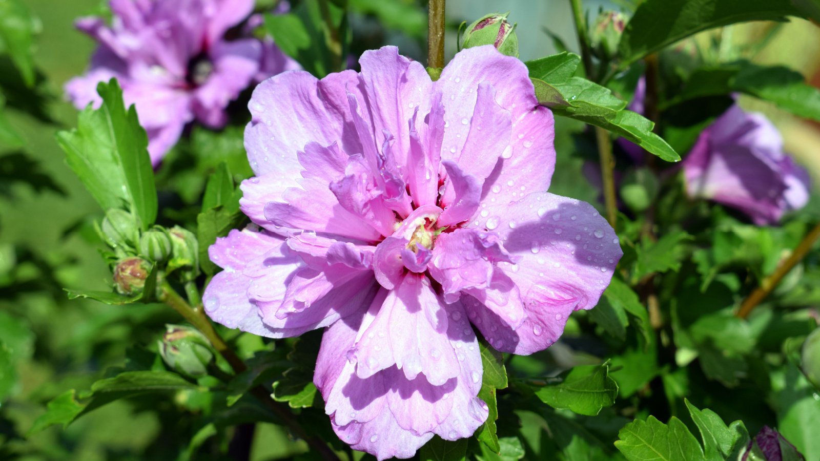 A close-up shot of a beautiful flower of hibiscus syriacus with rain drops, basking in bright sunlight outdoors