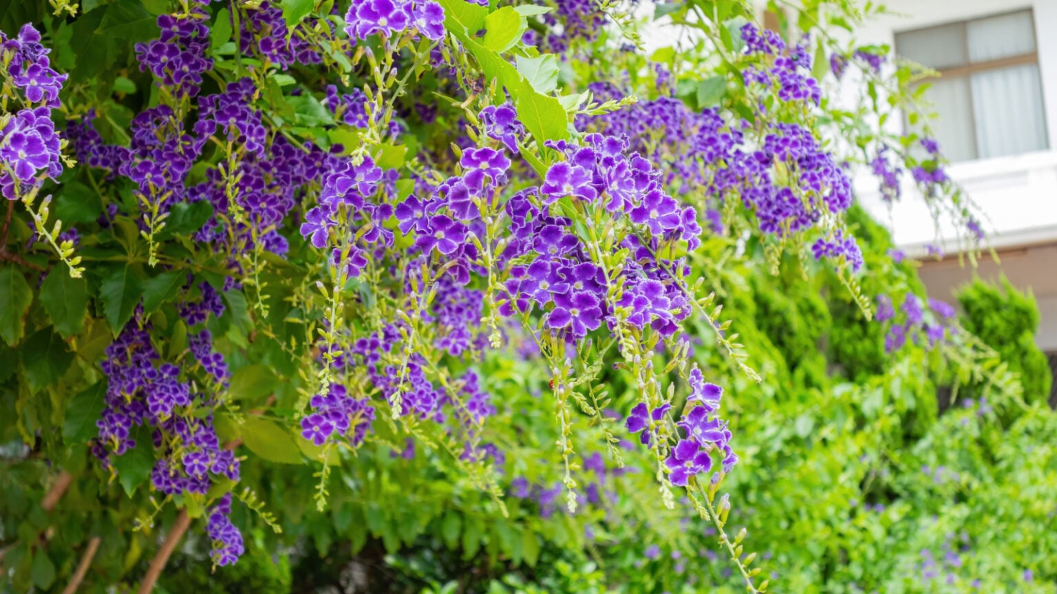 19 Perennial Plants For Florida Gardens