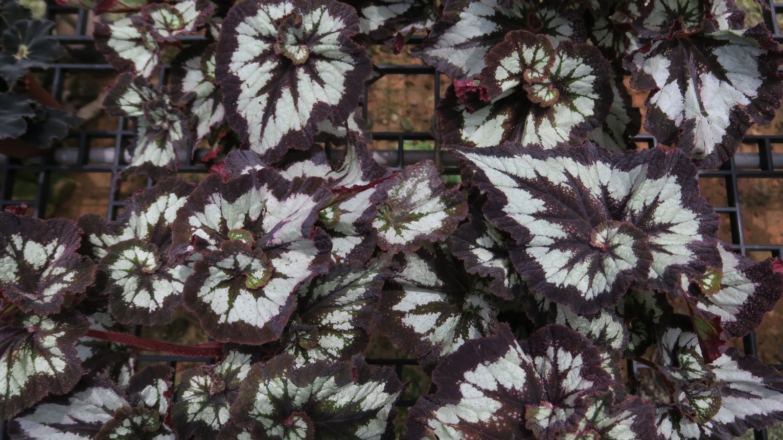 A shot of several uniquely-shaped and colored leaves of the China Curl Rex Begonia