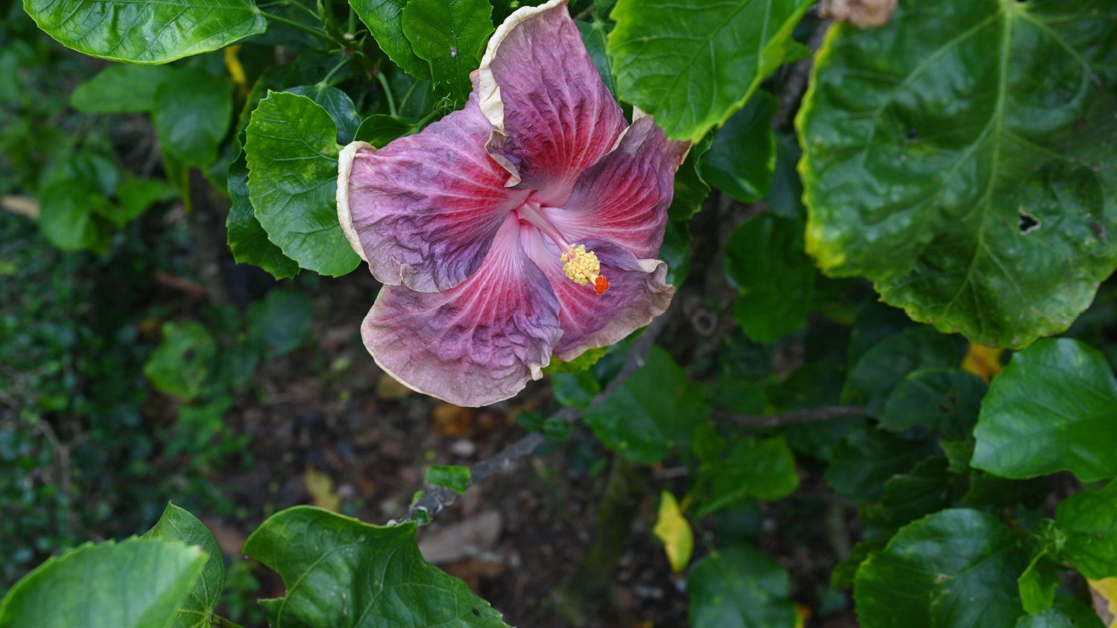 A close-up shot of deep purple colored blooms of the Delta Dawn Hibiscus