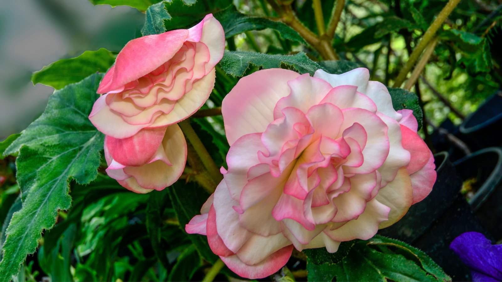 White petals with pink edges of Begonia tuberous flowers, variety Cascade Florence with leaves, close up. Delightful tenderness of double begonia blossoming - floriculture or gardening concept