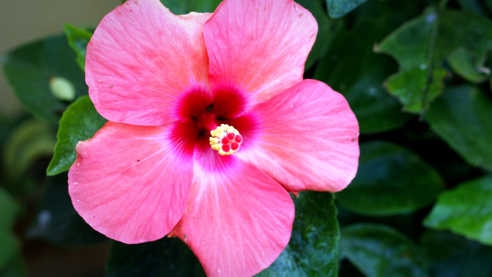 A large pink delicate blooms with red-pink center atops tall stems of Hibiscus moscheutos