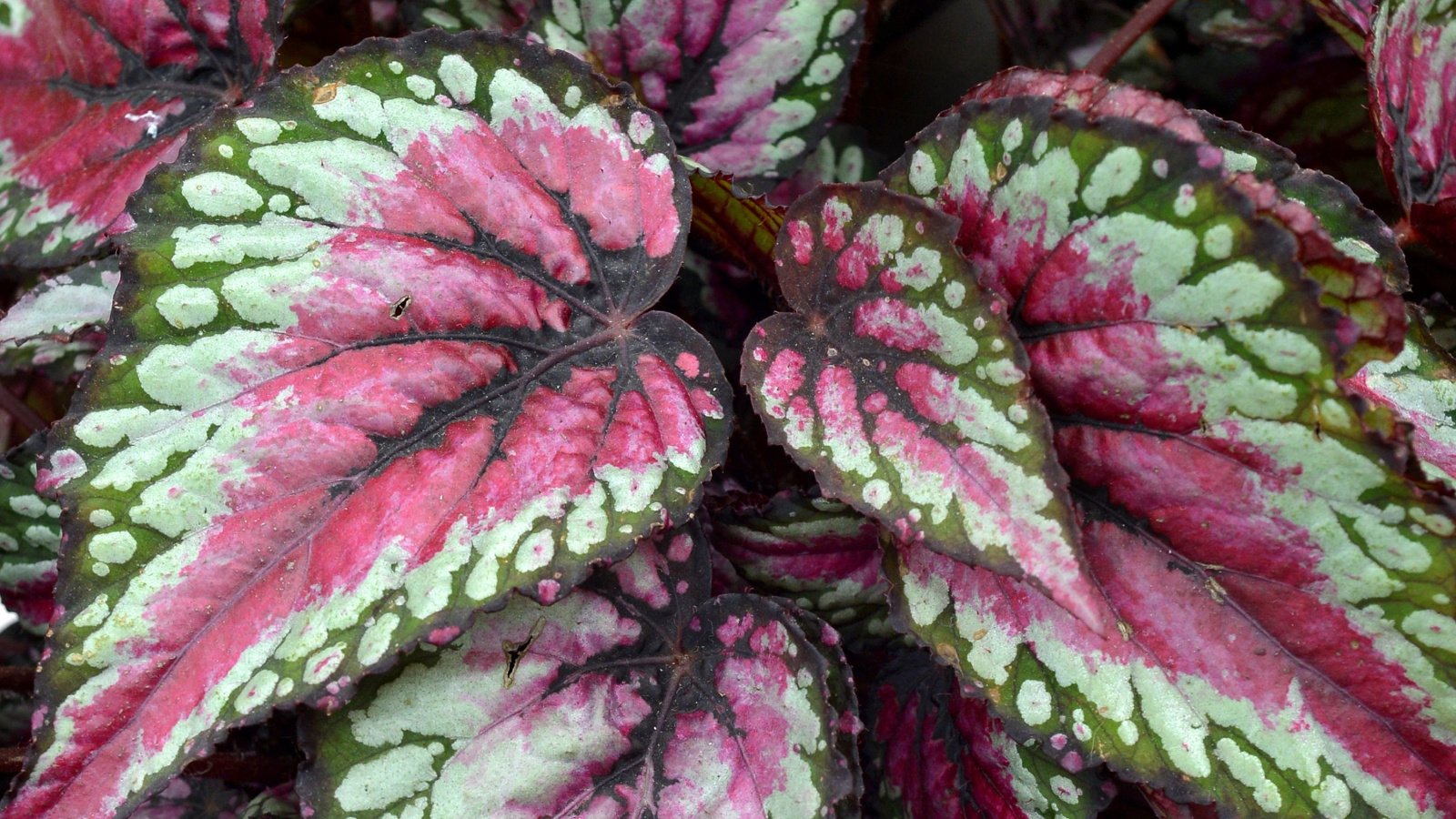 A close-up view of several uniquely patterned leaves with shades of purple, white, and green of the T Rex Painter’s Palette Begonia