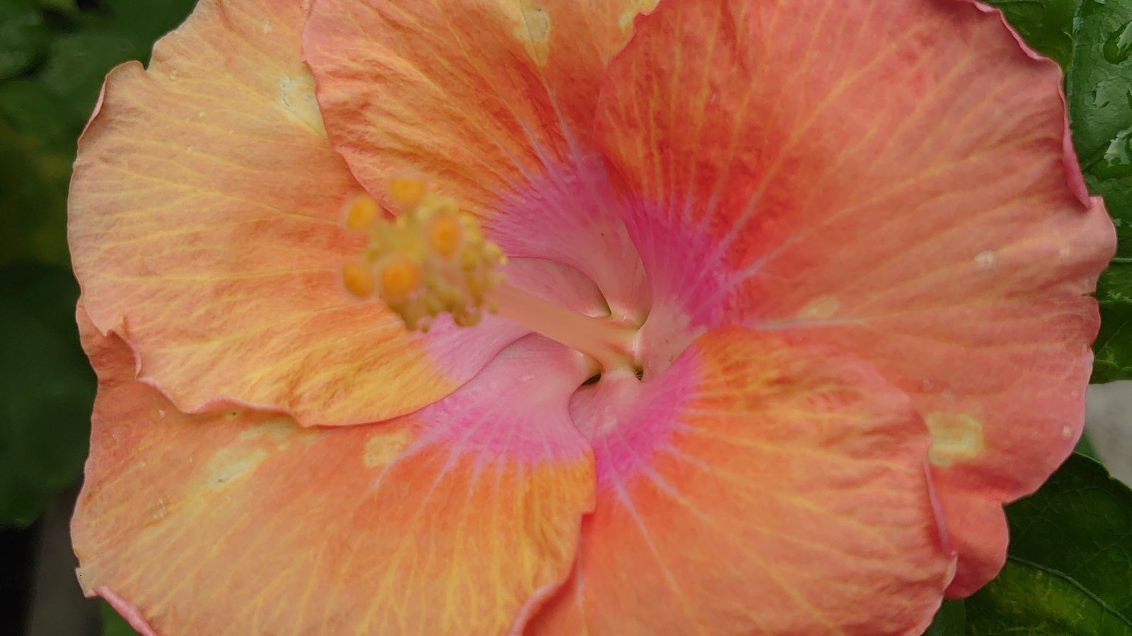 A close-up shot of salmon-pink colored petals and dark-green colored leaves of the hibiscus Tsunami