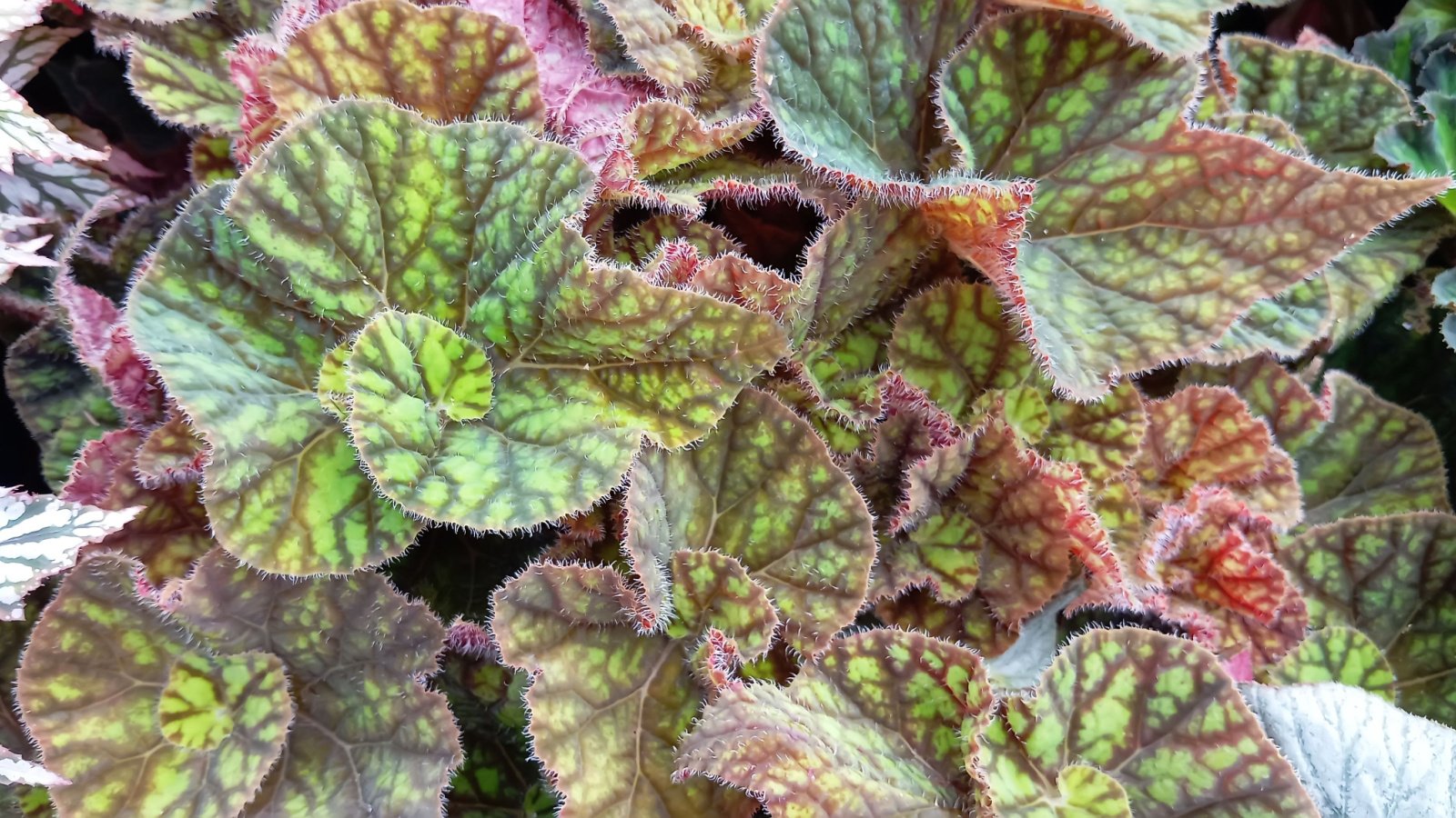 A close-up shot of the red and green leaves of the Red Undies Begonia