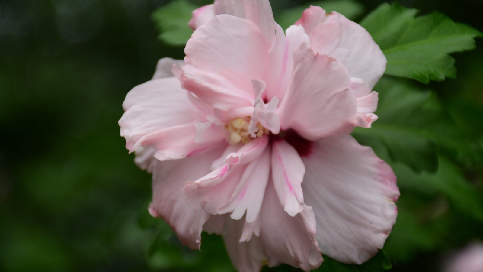 A close-up shot of bright-pink to purple colored ruffled blooms atop green foliage of the Double