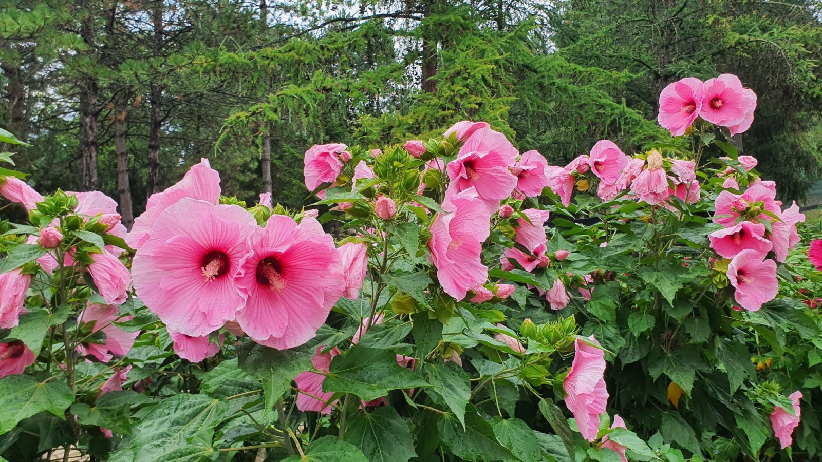 A shot of a large composition of pink and delicate flowers of the Sothern Belle, growing alongside green foliage, all placed in a well lit area outdoors