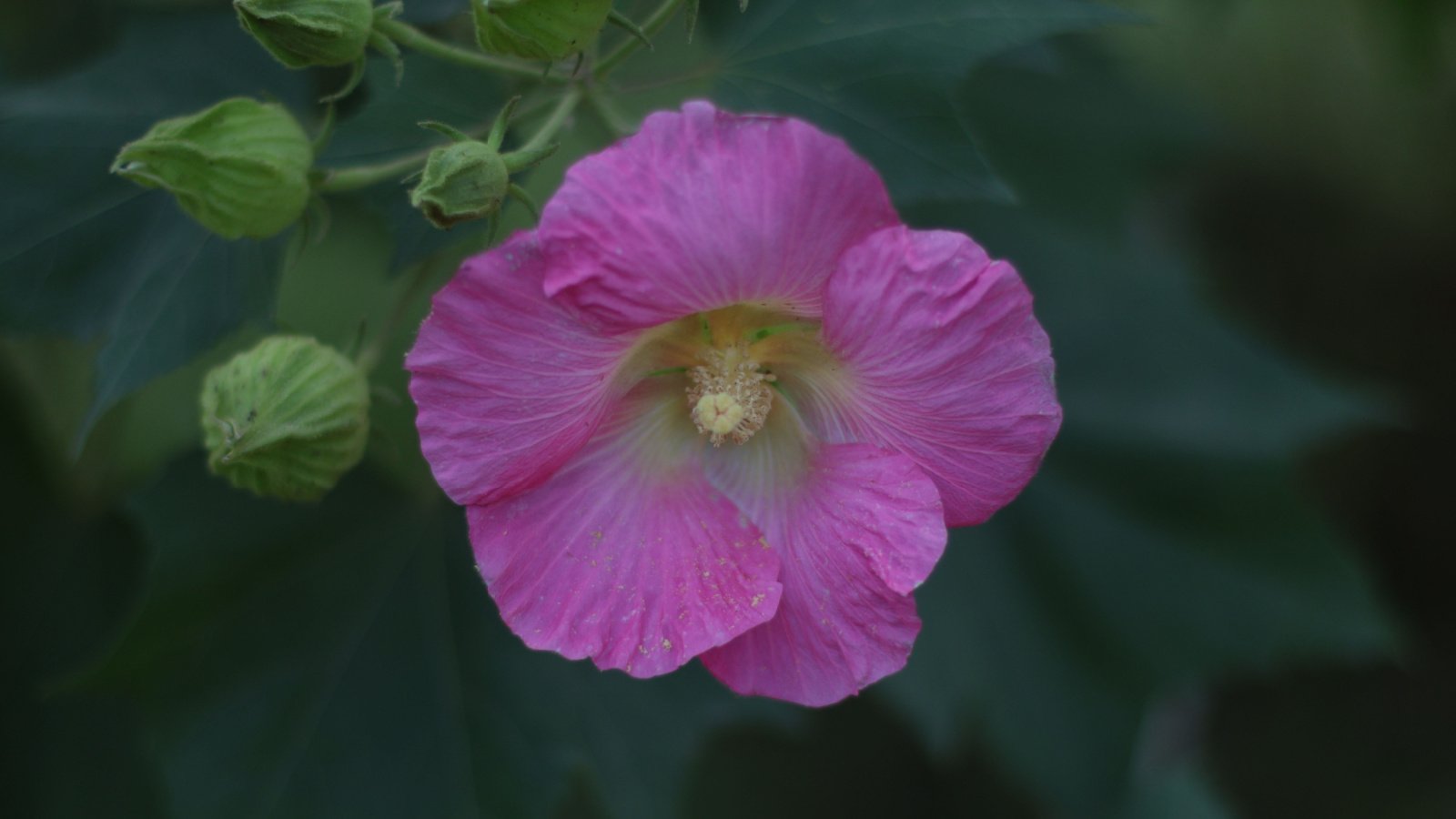 A shot of a composition of a pink colored bloom atop green foliage of the Hibiscus paramutabilis