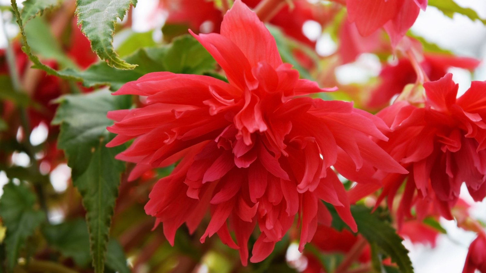 A small composition of bright red flowers and long green leaves of the Funky Red Hanging Begonia
