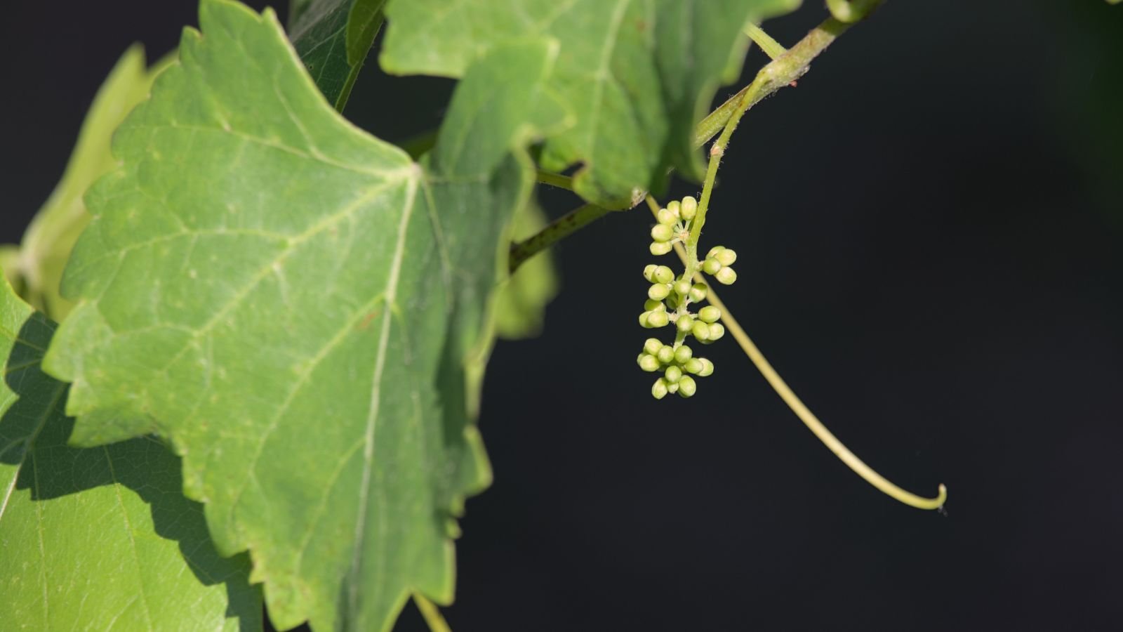 A close-up shot of leaves and small buds of the Vitis rotundifolia climbing plant