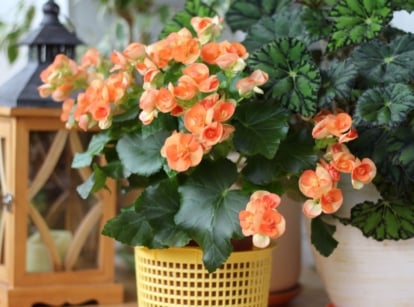 begonias in containers appearing to have lovely orange blooms, surrounded by other potted plants
