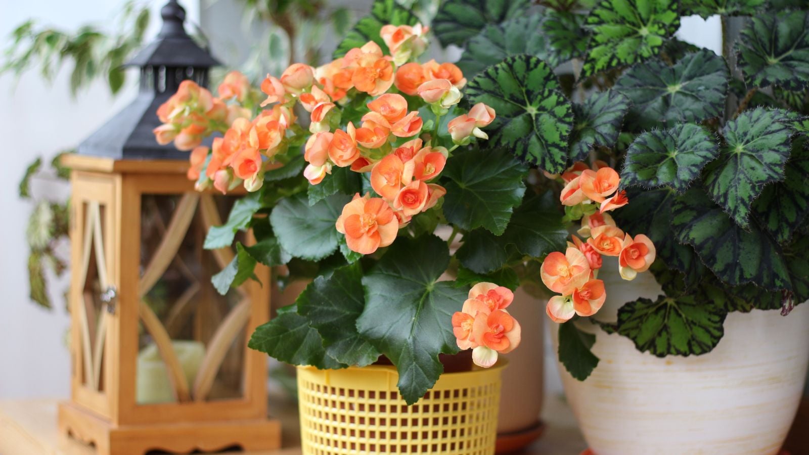 begonias in containers appearing to have lovely orange blooms, surrounded by other potted plants