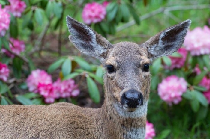 Deer in a Garden With Hydrangeas