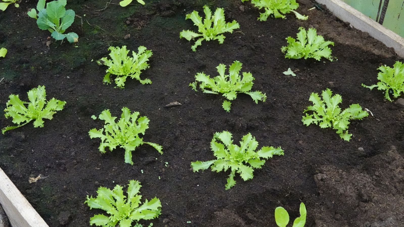 A close-up and overhead shot of a small composition of developing green seedlings, placed on a wooden raised bed filled with rich dark soil