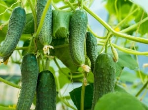 A close-up shot of a composition of developing and dangling green fruits, showcasing cucumber companion plants