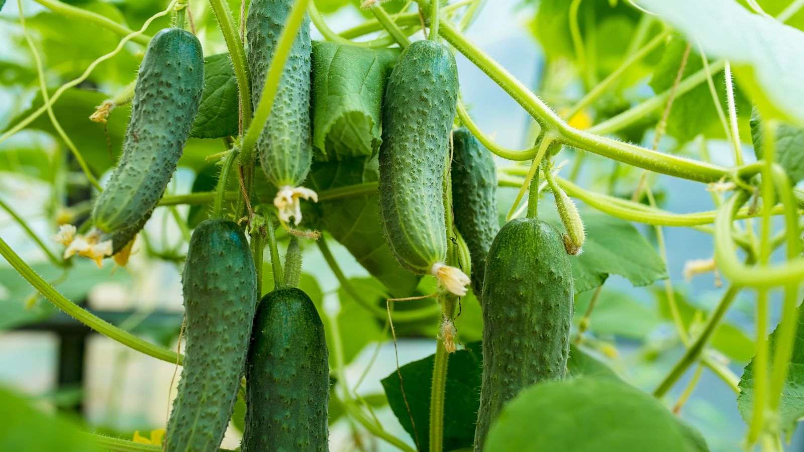 A close-up shot of a composition of developing and dangling green fruits, showcasing cucumber companion plants