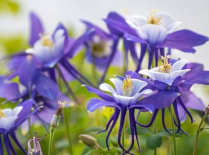 A close-up shot of a composition of vibrant purple colored flowers, showcasing shade perennials