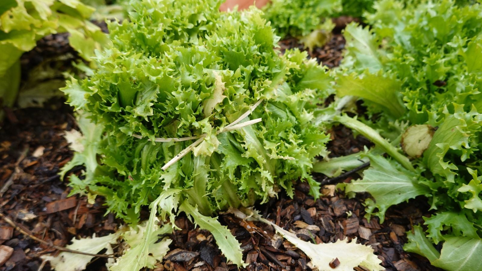 A close-up shot of a developing frizzy, leafy crop, placed in mulched soil, alongside the same crop in a well lit area outdoors