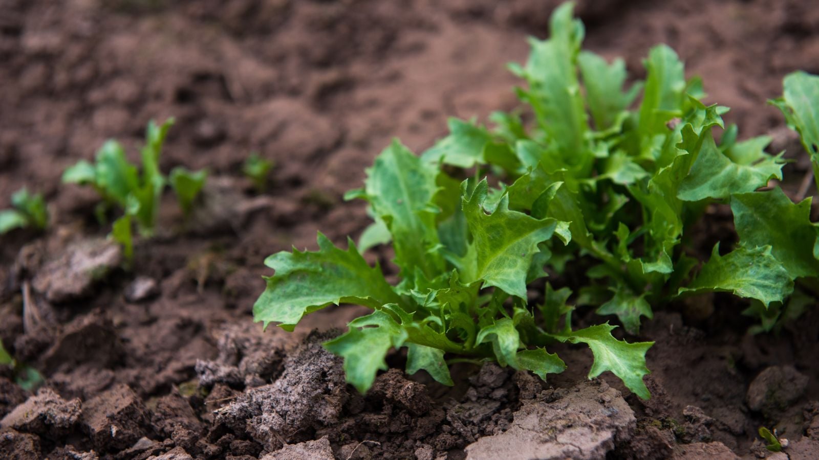 A close-up shot of a developing seedling of a leafy chicorium crop, placed on rich dark soil in a well lit area outdoors