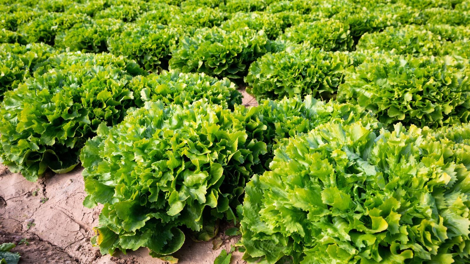 A close-up shot of a large composition of developing leafy greens, basking in bright sunlight, in a large field area outdoors