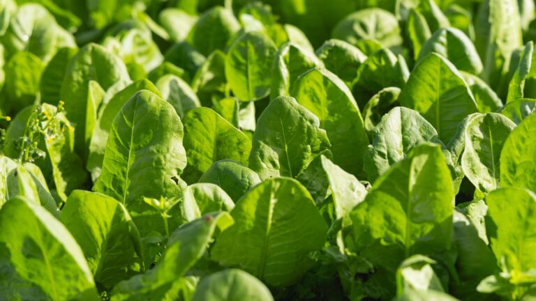 Endive Plant: Cool-Weather Greens - Epic Gardening