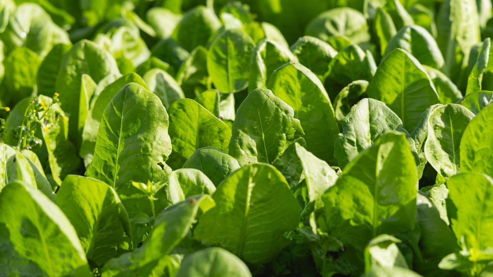 A close-up shot of a large composition of vibrant green colored leaves of leafy crops, all situated in a well lit area