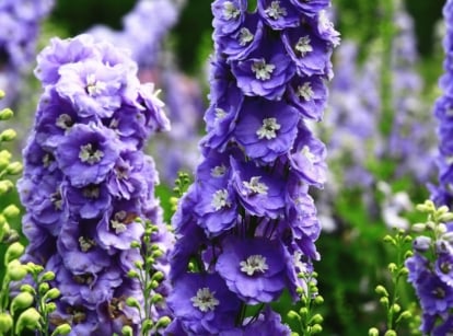 A close-up shot of a large composition of vibrant purple colored flowers on tall stems, showcasing delphinium mistakes
