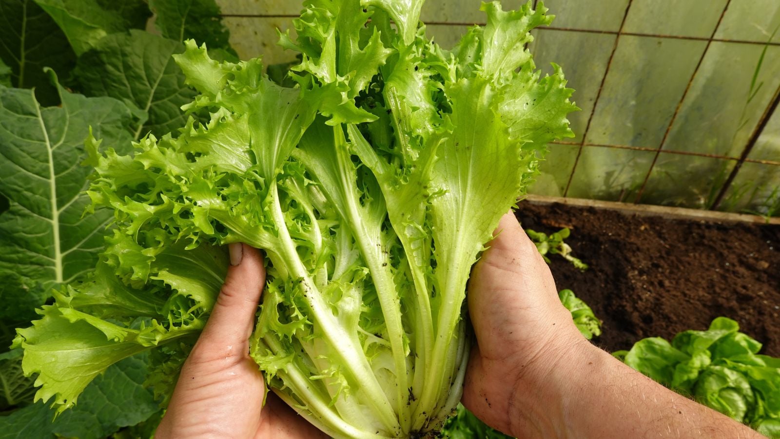 A close-up shot of a person's hands, holding a freshly harvested green colored leafy crop, all situated in a greenhouse area