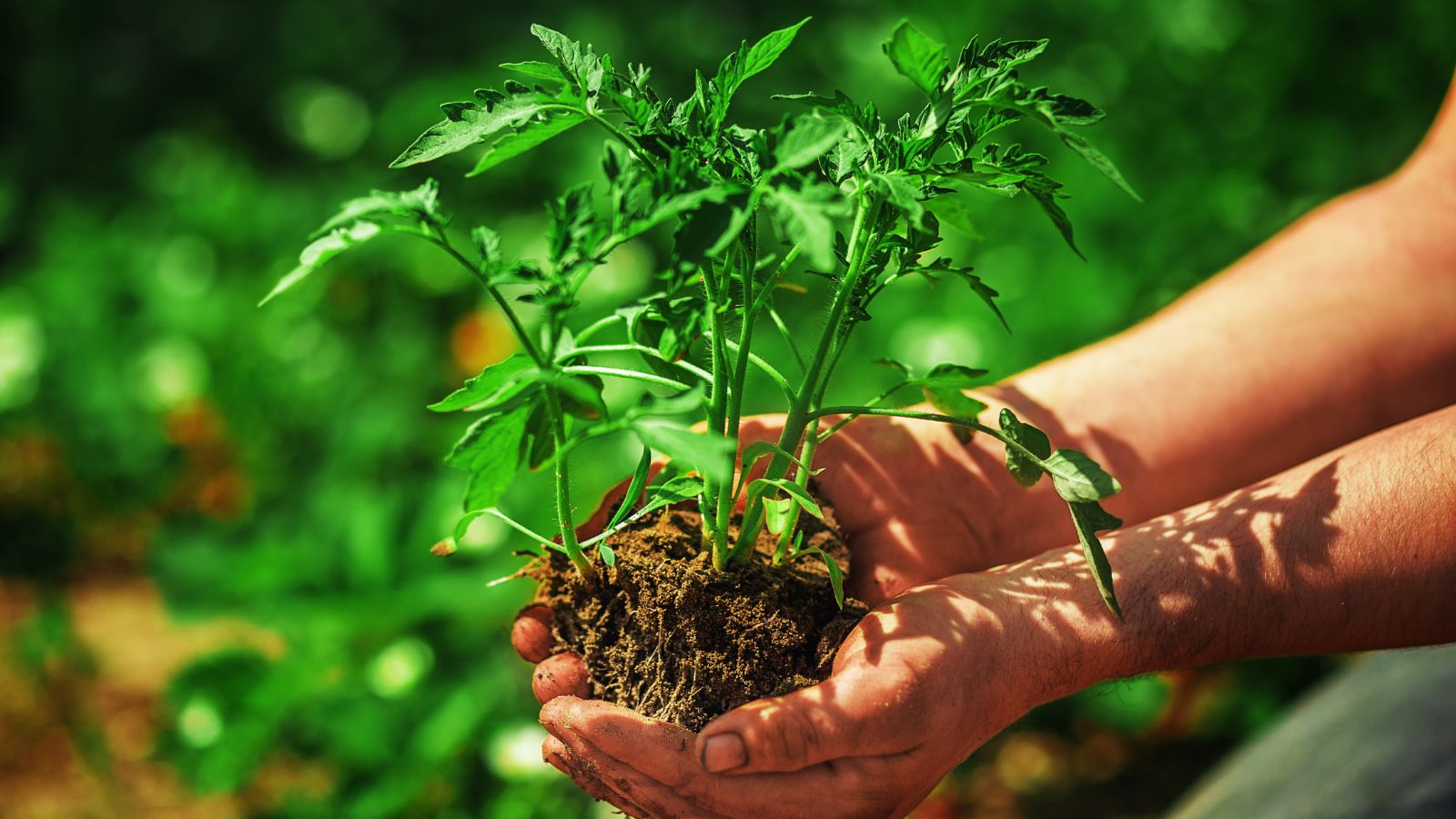 A person holding a seedling using bare hands preparing it for transplanting held under sunlight