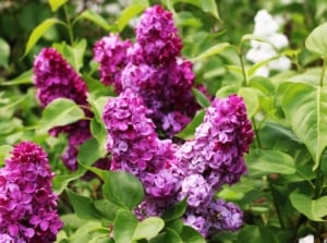 A shot of a composition of clusters of purple flowers alongside other foliage, showcasing lilac companion plants