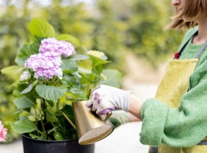 A shot of a person in the process of tending to potted vibrant flowers, showcasing how to revive hydrangeas wilting