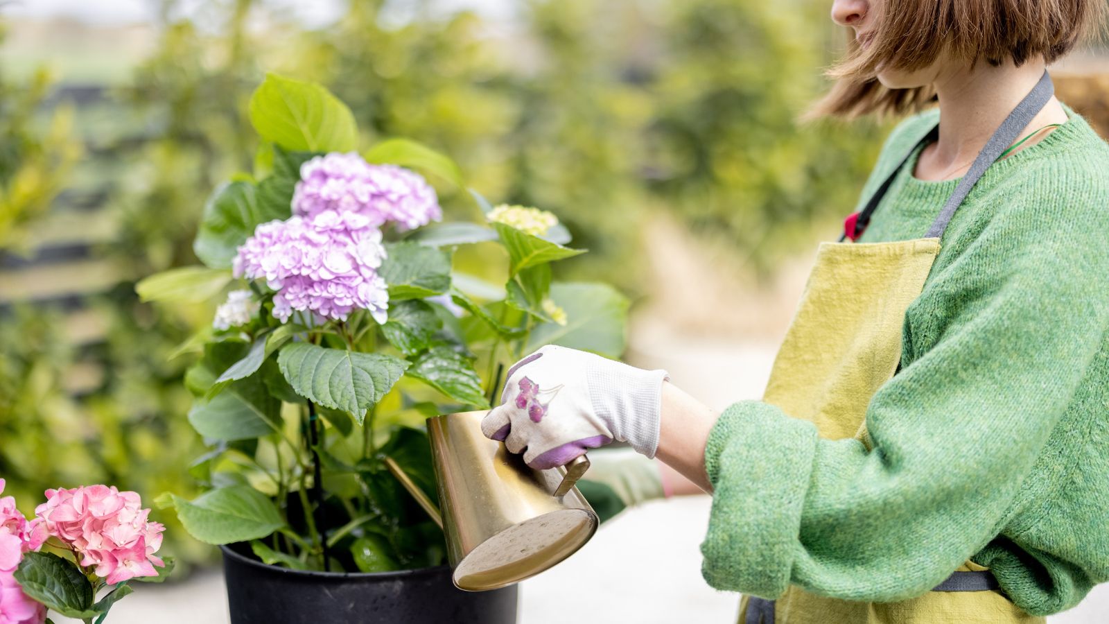 A shot of a person in the process of tending to potted vibrant flowers, showcasing how to revive hydrangeas wilting