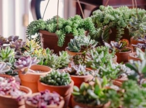 A shot of multiple potted compact plants that showcases various types of succulents