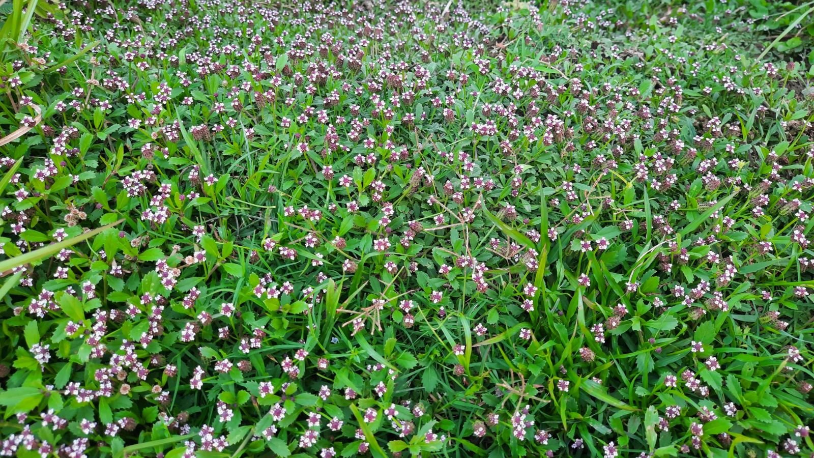 An area occupied by Kurapia ground cover, showing small heads of flowers protruding from vivid green leaves