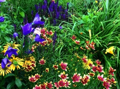 An area with zone 4 perennials, having different plants including those with various blooms, ranging from red, yellow and purple flowers