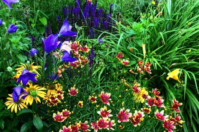 An area with zone 4 perennials, having different plants including those with various blooms, ranging from red, yellow and purple flowers