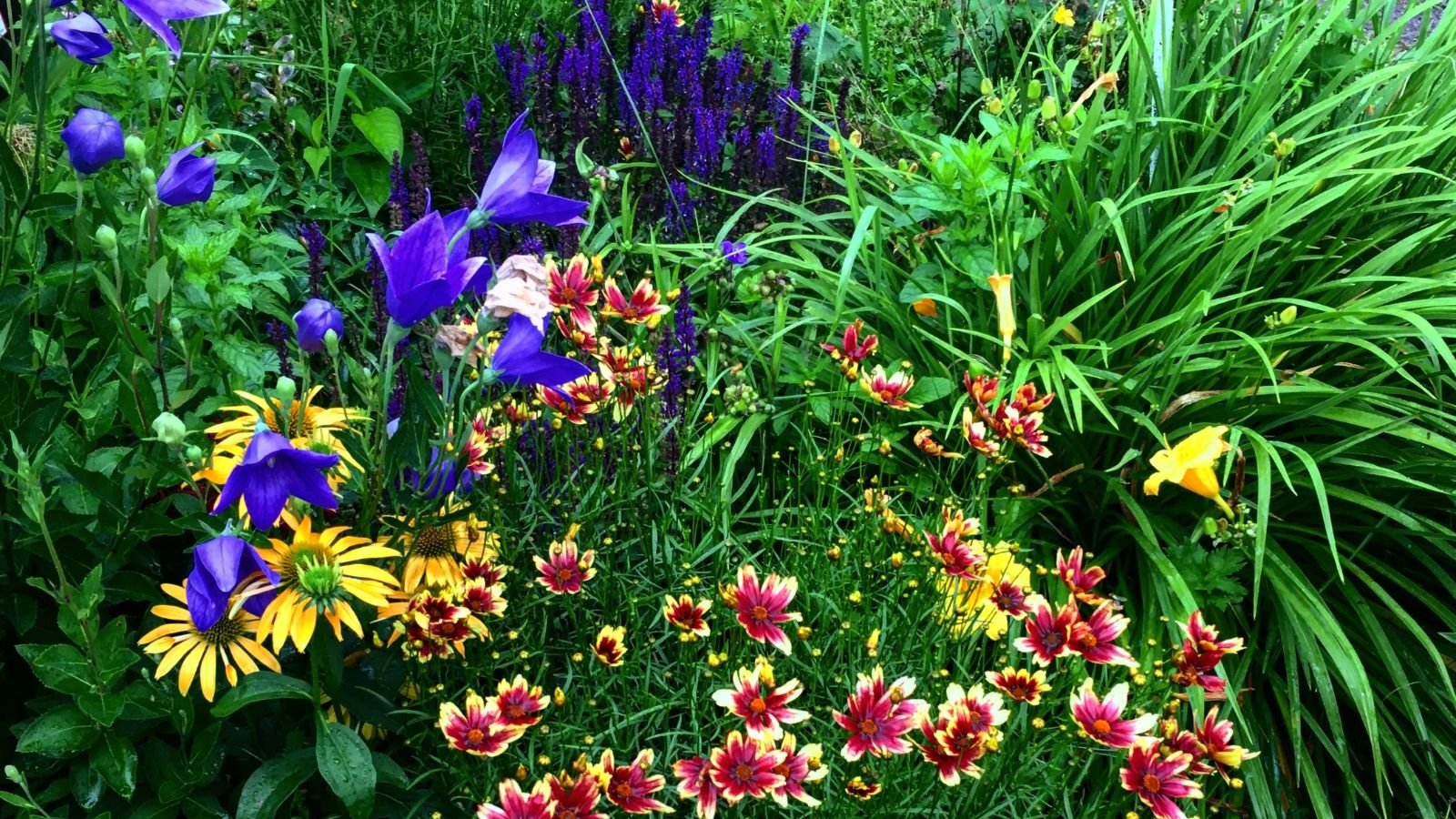 An area with zone 4 perennials, having different plants including those with various blooms, ranging from red, yellow and purple flowers