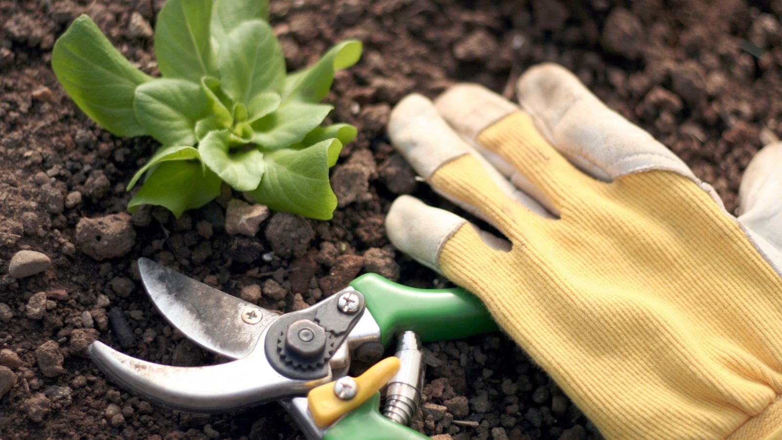 An overhead and close-up shot of a hand pruner under a yellow glove, beside a seedling, all situated in a well lit area