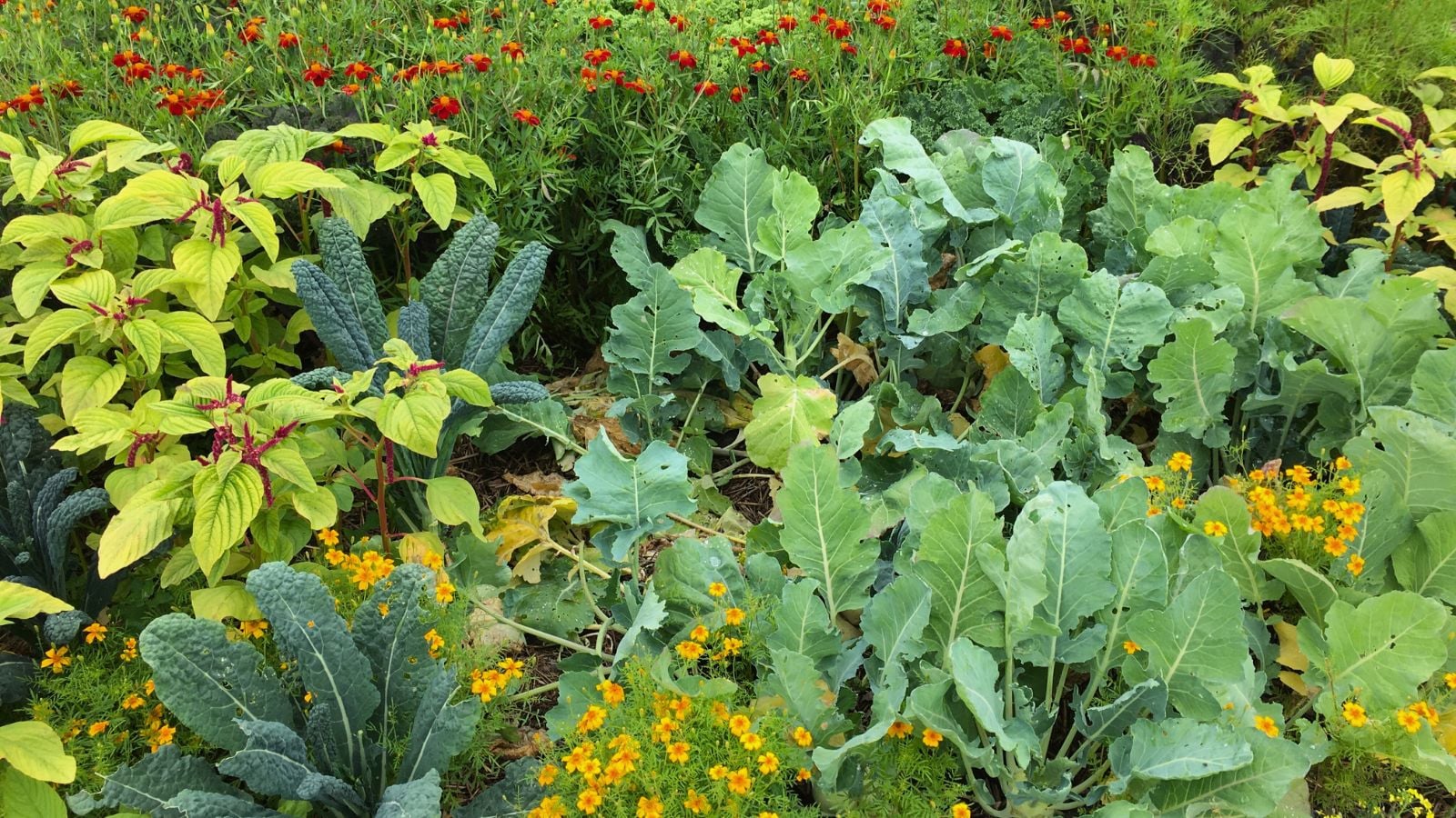 An overhead and close-up shot of a large composition of various intercropped plants, crops, and flowers, showcasing companion planting mistakes