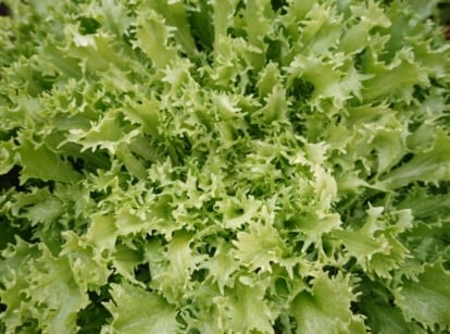 An overhead and close-up shot of frizzy green colored, compact leafy greens, featuring the Endive plant