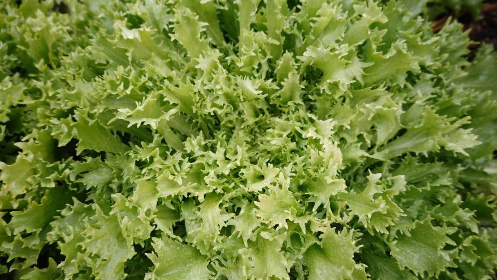 An overhead and close-up shot of frizzy green colored, compact leafy greens, featuring the Endive plant