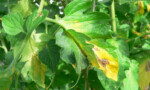 Blight Color Blight On Plants: Identification And Control - Epic Gardening