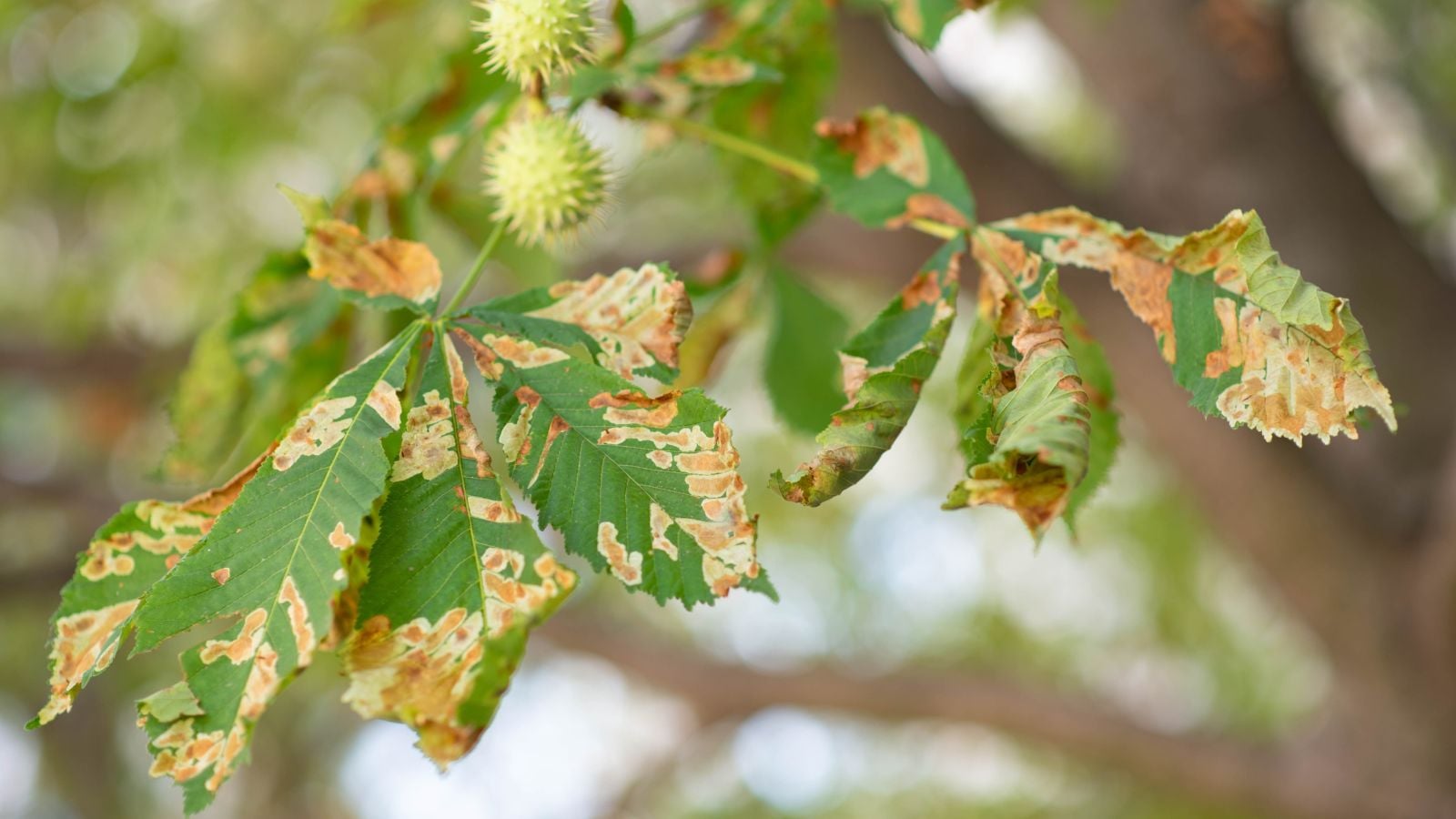 A plant infected with Chestnut Blight showing lesions forming at the leaves spreading to the stem