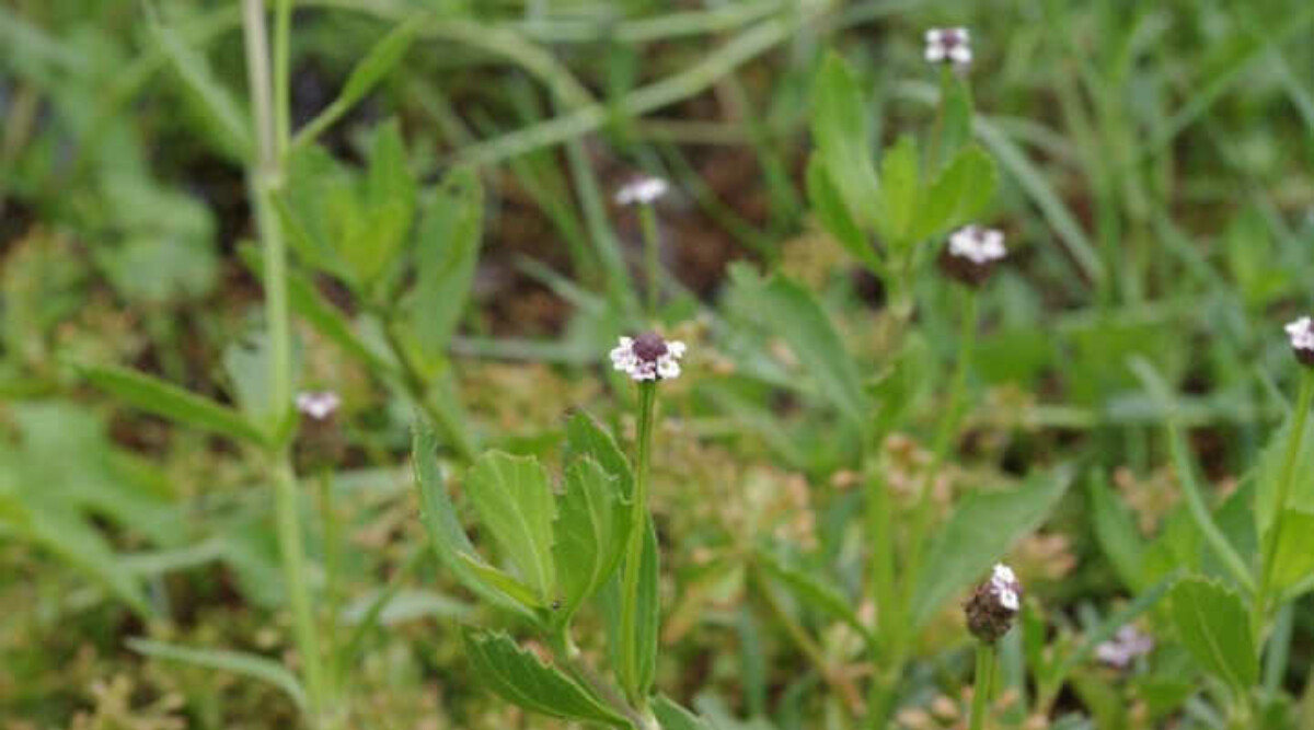 Kurapia ground cover