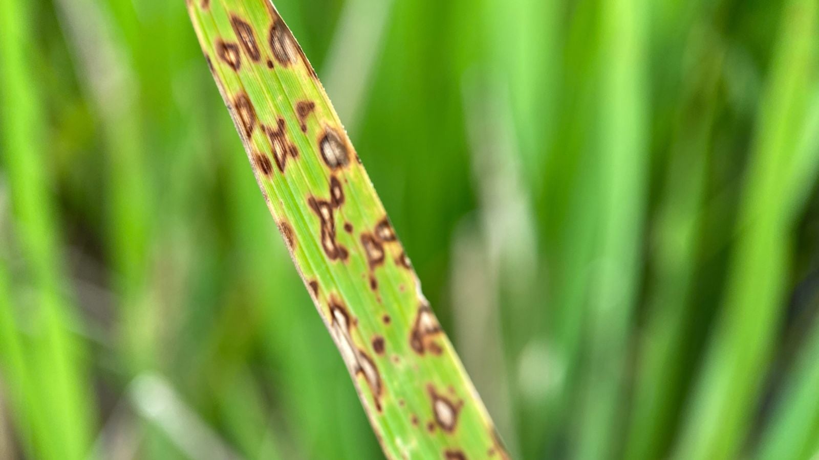 A long green blade of wheat appearing to be infected with Leaf Blight of Wheat, having dark-colored lesions on its surface